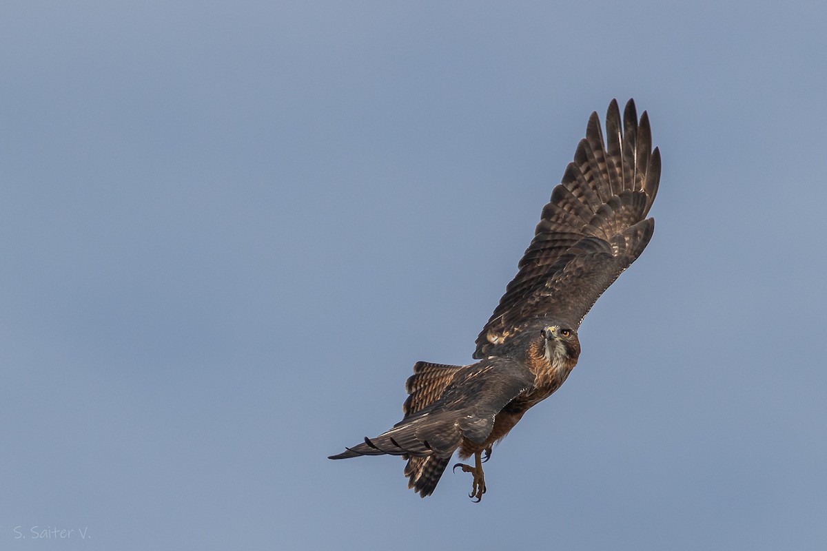 Rufous-tailed Hawk - Sebastián Saiter Villagrán