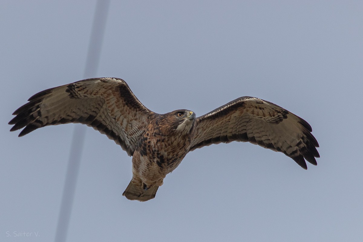 Rufous-tailed Hawk - Sebastián Saiter Villagrán