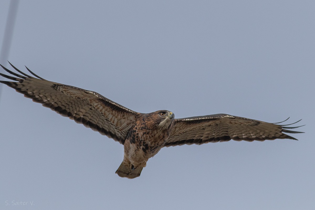 Rufous-tailed Hawk - Sebastián Saiter Villagrán