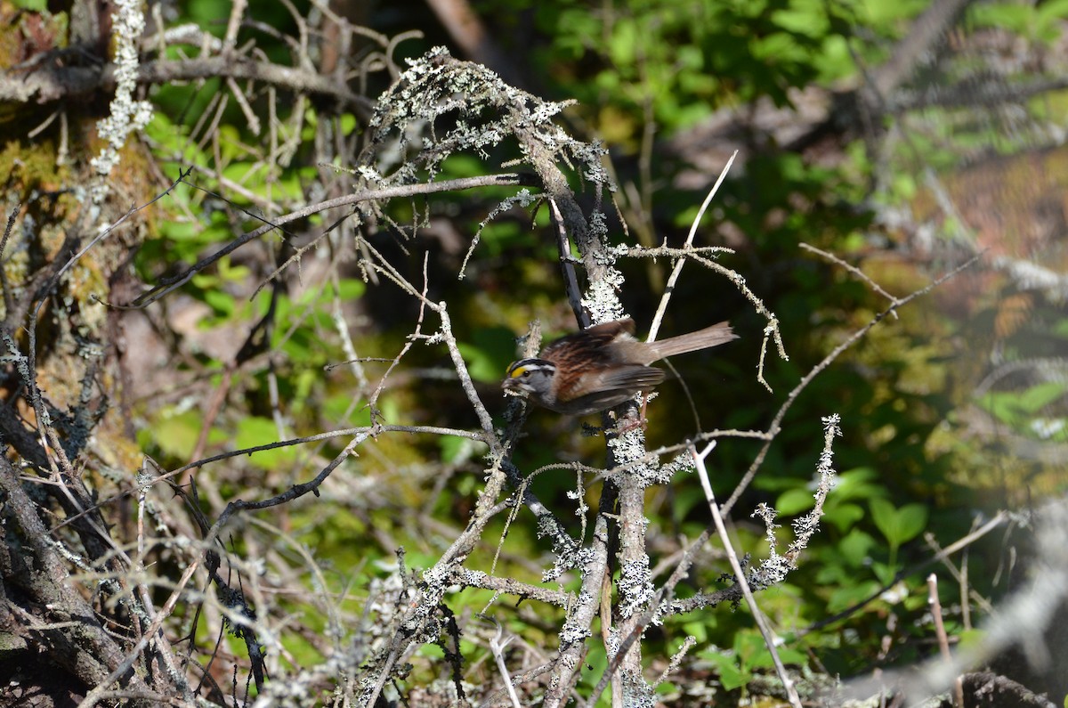 White-throated Sparrow - ML61904371