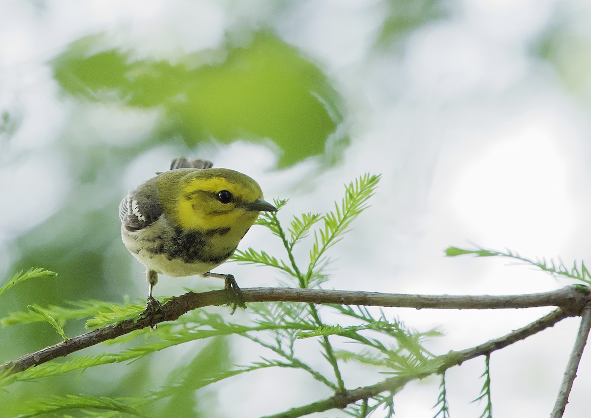 Black-throated Green Warbler - Craig Rasmussen