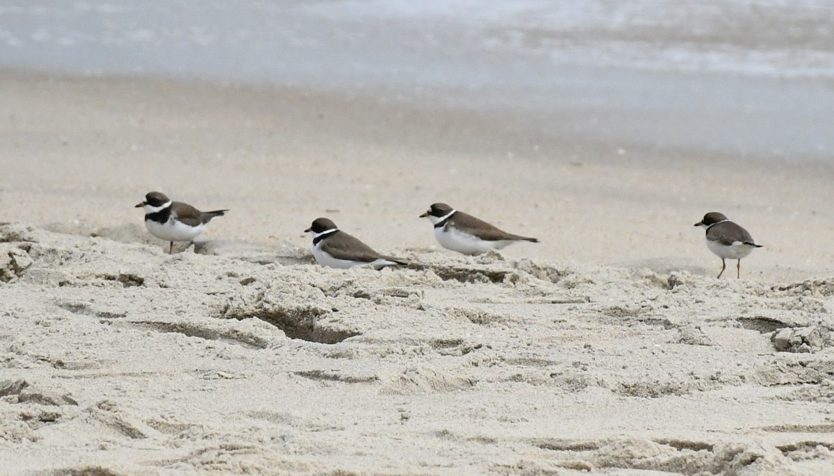 Semipalmated Plover - Brian Kenney