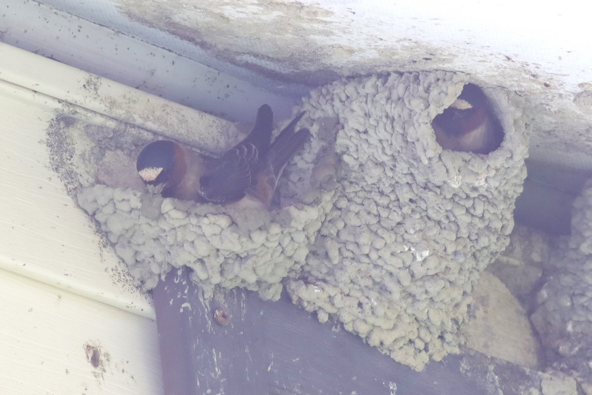 Cliff Swallow - Margaret Viens