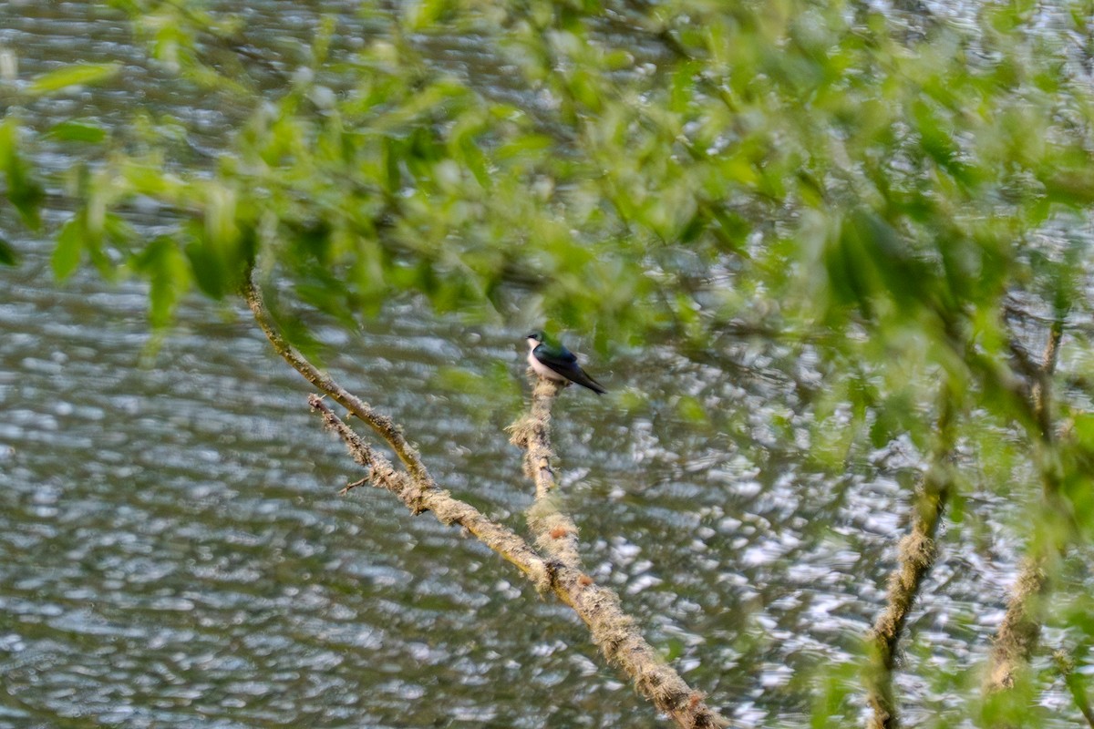 Violet-green Swallow - Carter Pape