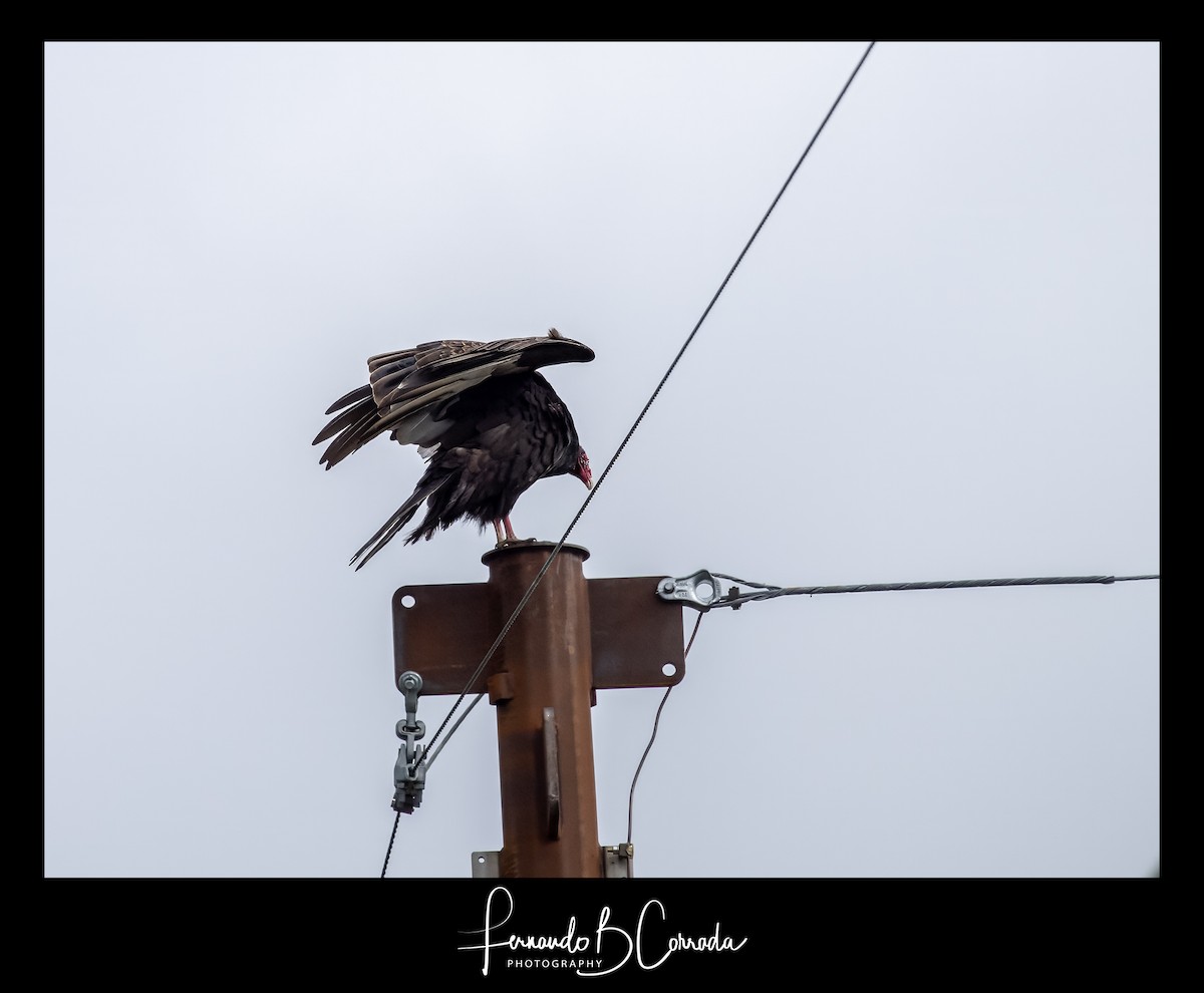 Turkey Vulture - Fernando Corrada