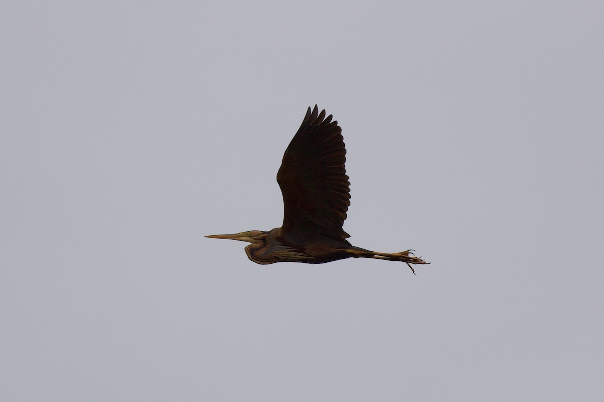 Purple Heron - ML619043808