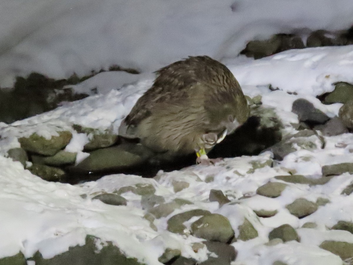 Blakiston's Fish-Owl (blakistoni) - ML619043838