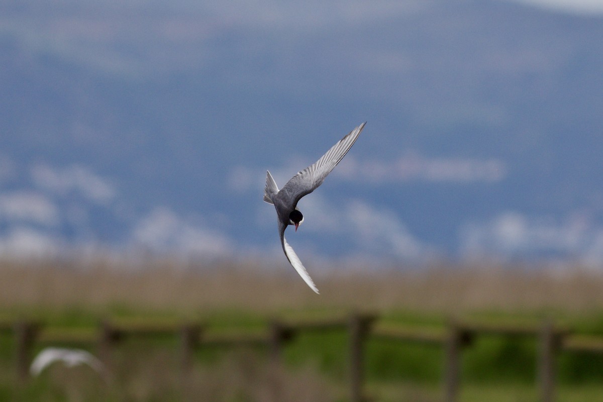 Whiskered Tern - Philippe Cambien