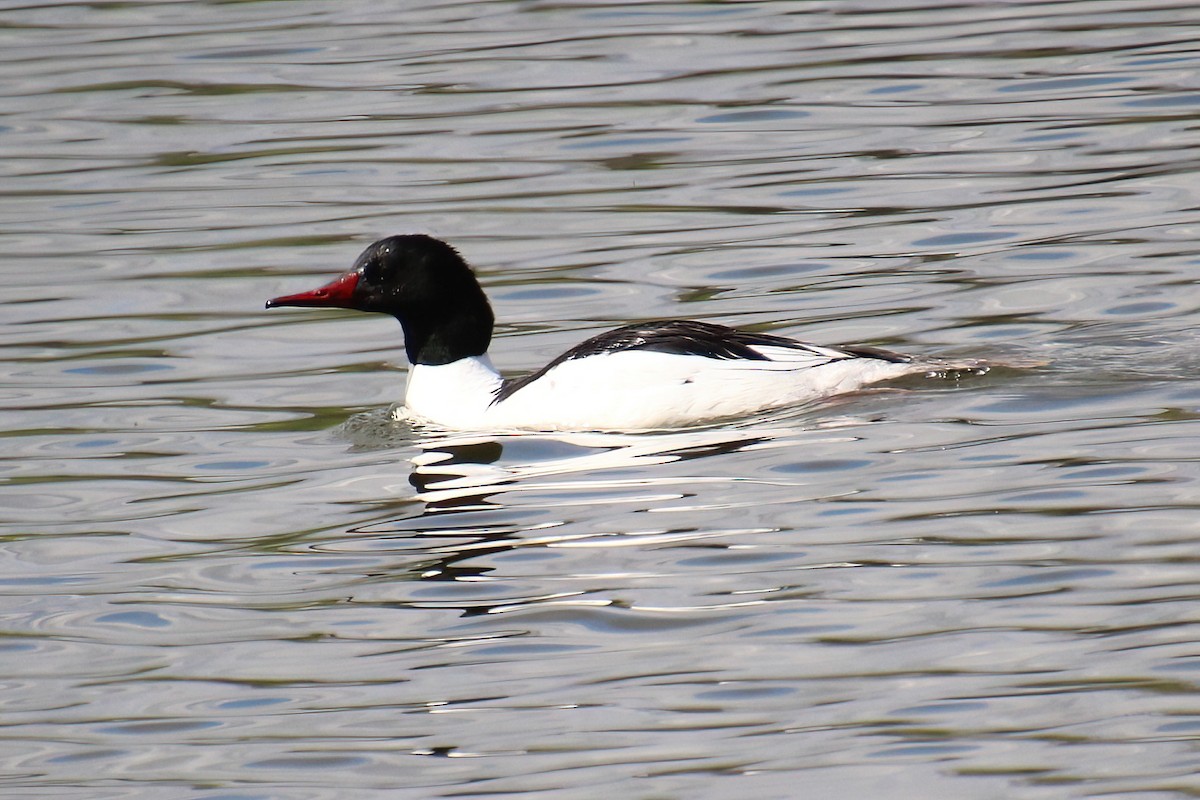 Common Merganser - Elaine Cassidy