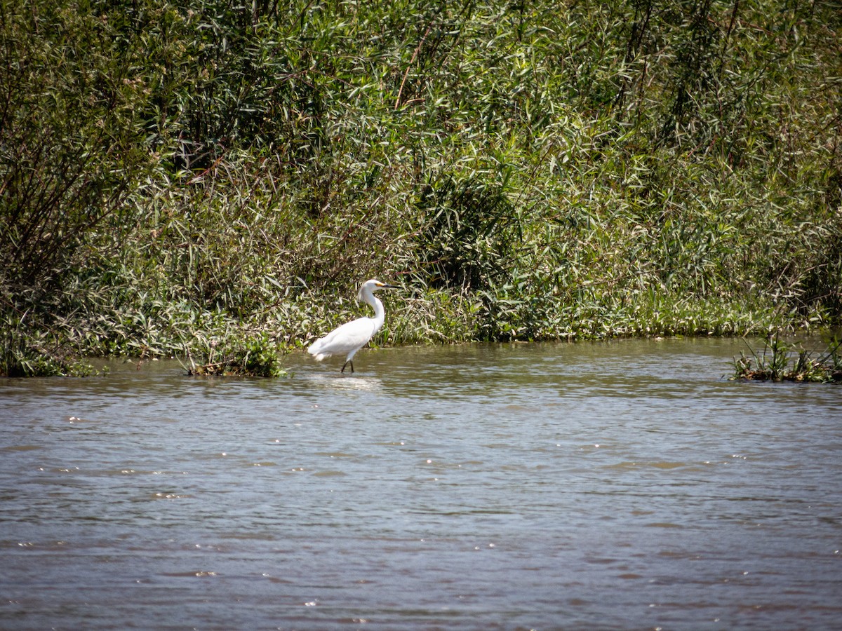 Snowy Egret - SH Bosque de Pómac SERNANP