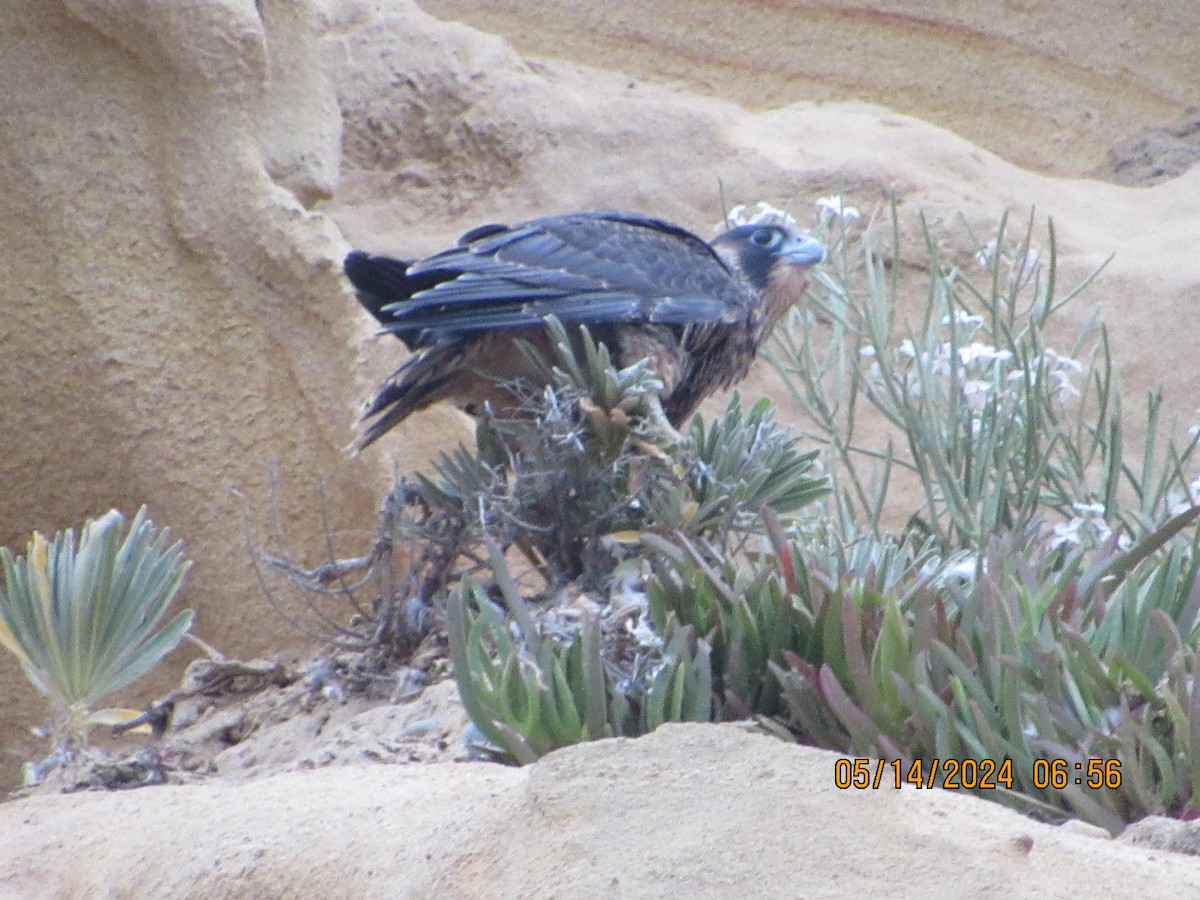 Peregrine Falcon - crdf bird