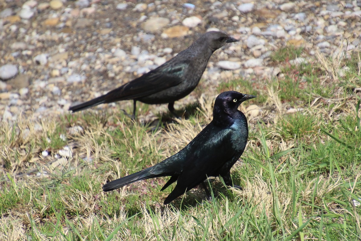 Brewer's Blackbird - Elaine Cassidy