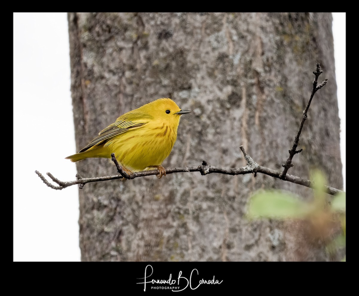 Yellow Warbler - Fernando Corrada