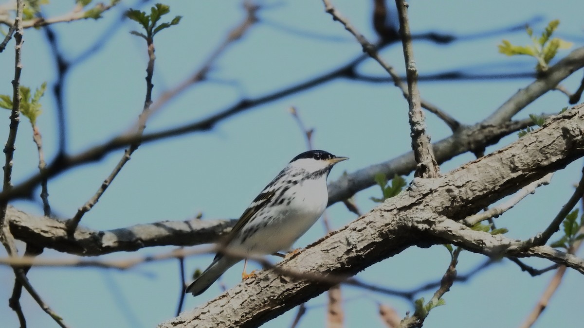 Blackpoll Warbler - Rob Speirs