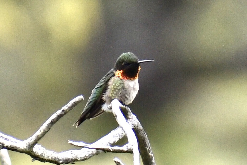 Colibri à gorge rubis - ML619044050