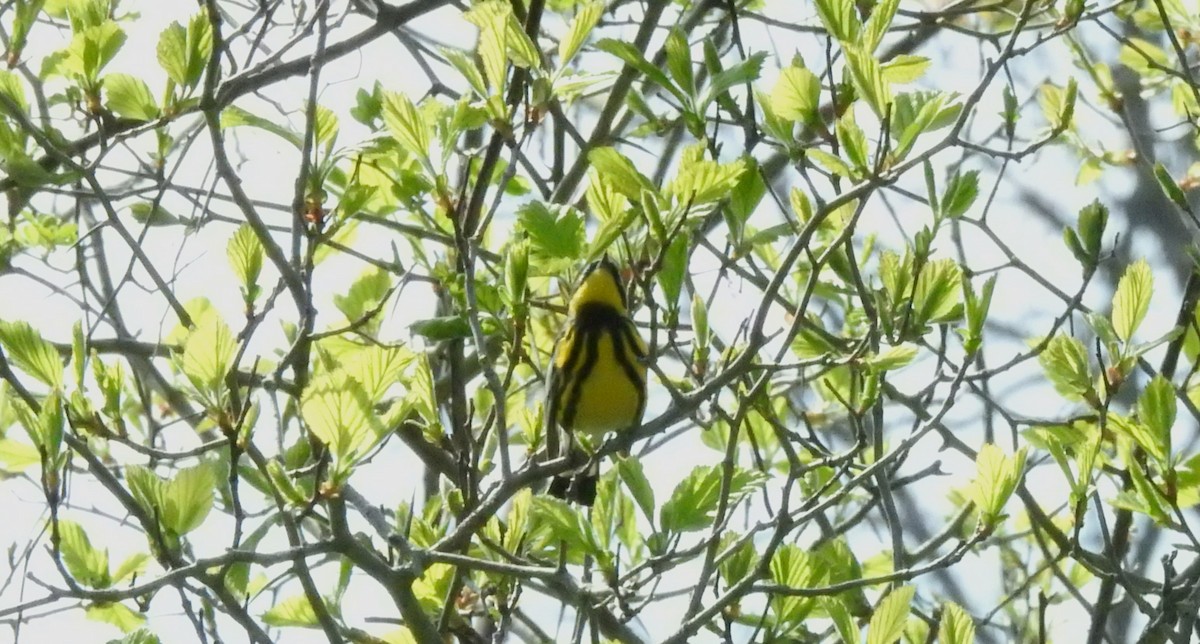 Magnolia Warbler - ML619044051