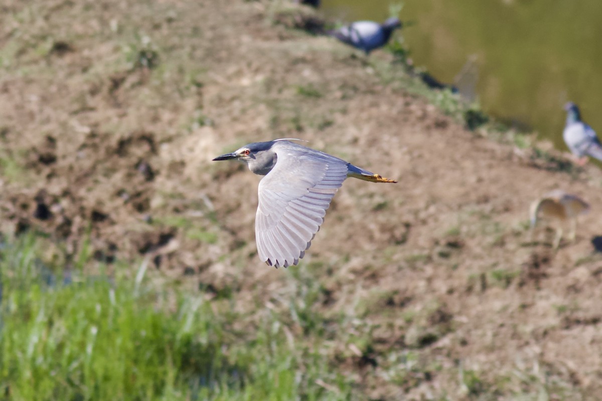 Black-crowned Night Heron - ML619044078
