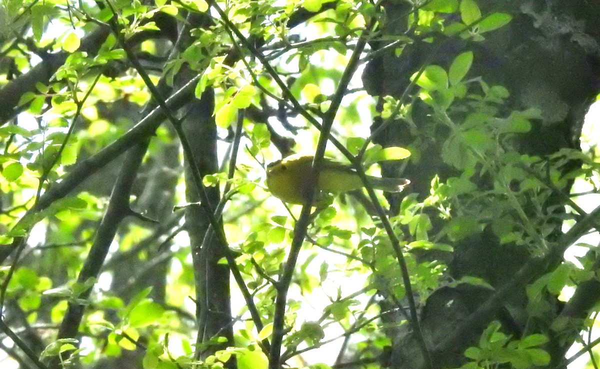 Wilson's Warbler - ML619044080