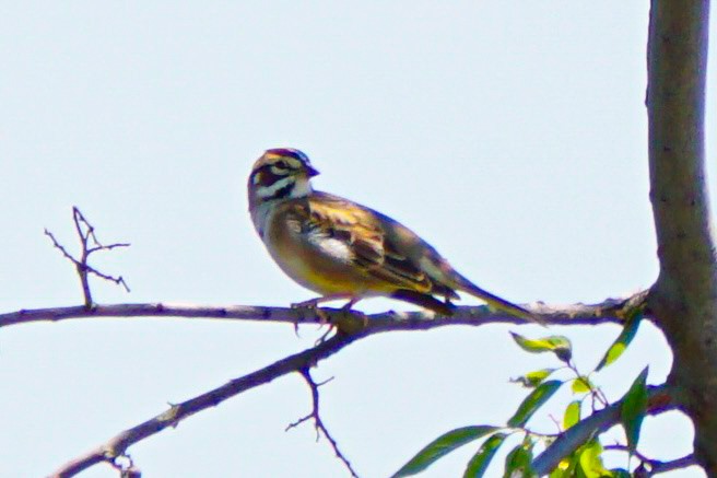 Lark Sparrow - Drake Thomas