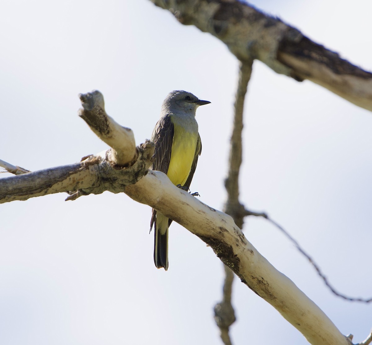 Western Kingbird - Mike Sullivan