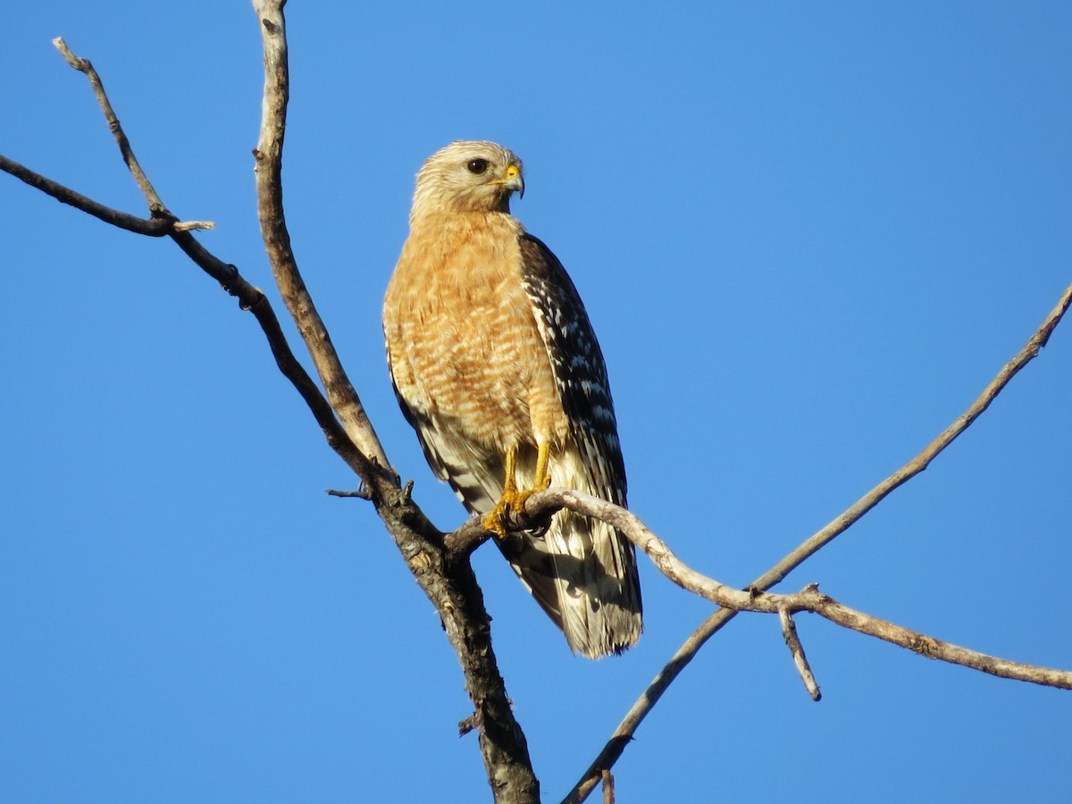 Red-shouldered Hawk - Timothy Fennell