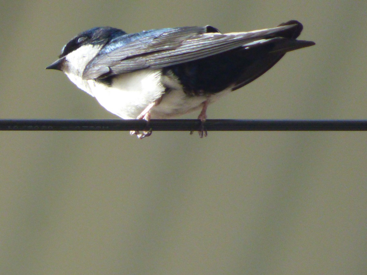 Blue-and-white Swallow - Raffaella Mm