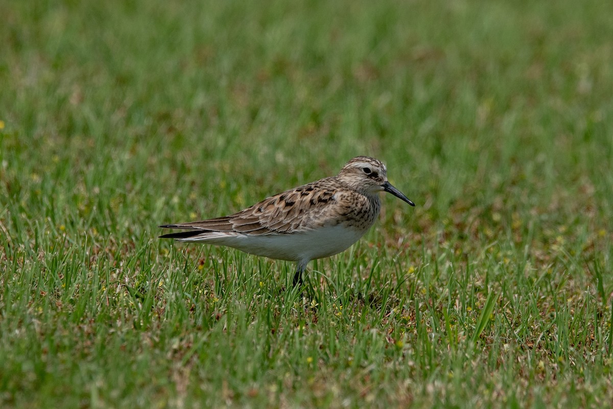 Baird's Sandpiper - Clay Billman