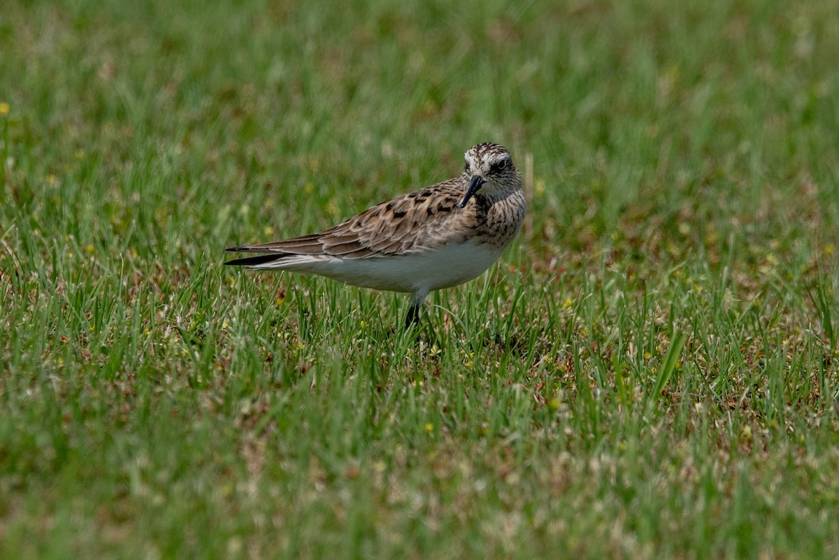 Baird's Sandpiper - Clay Billman