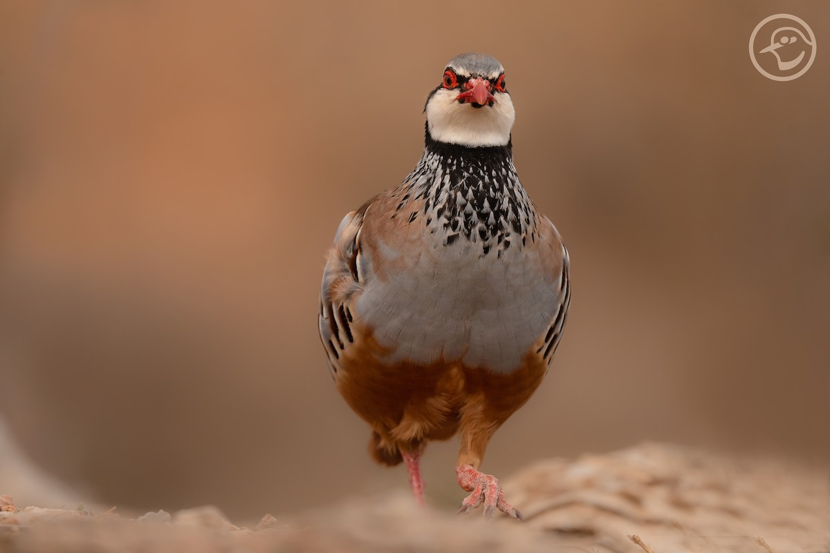 Red-legged Partridge - Yanina Maggiotto