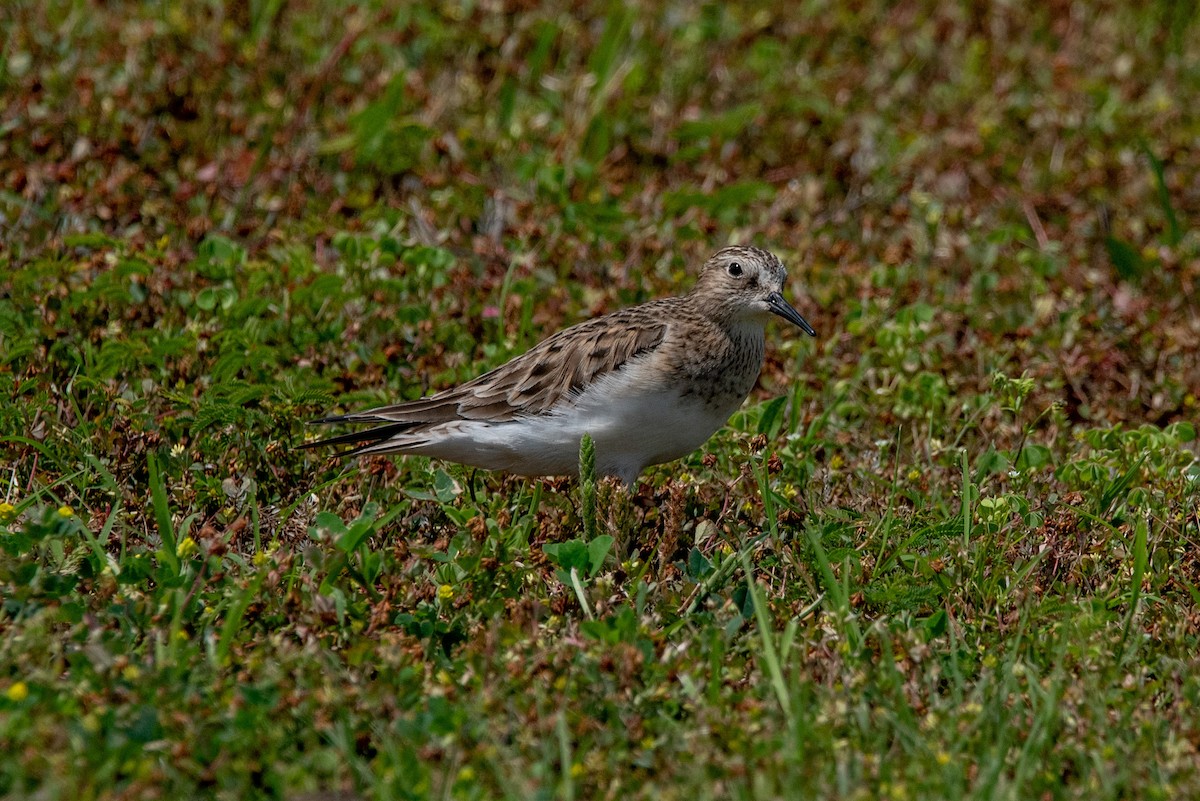 Baird's Sandpiper - ML619044149