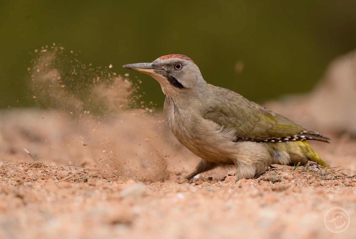 Iberian Green Woodpecker - Yanina Maggiotto