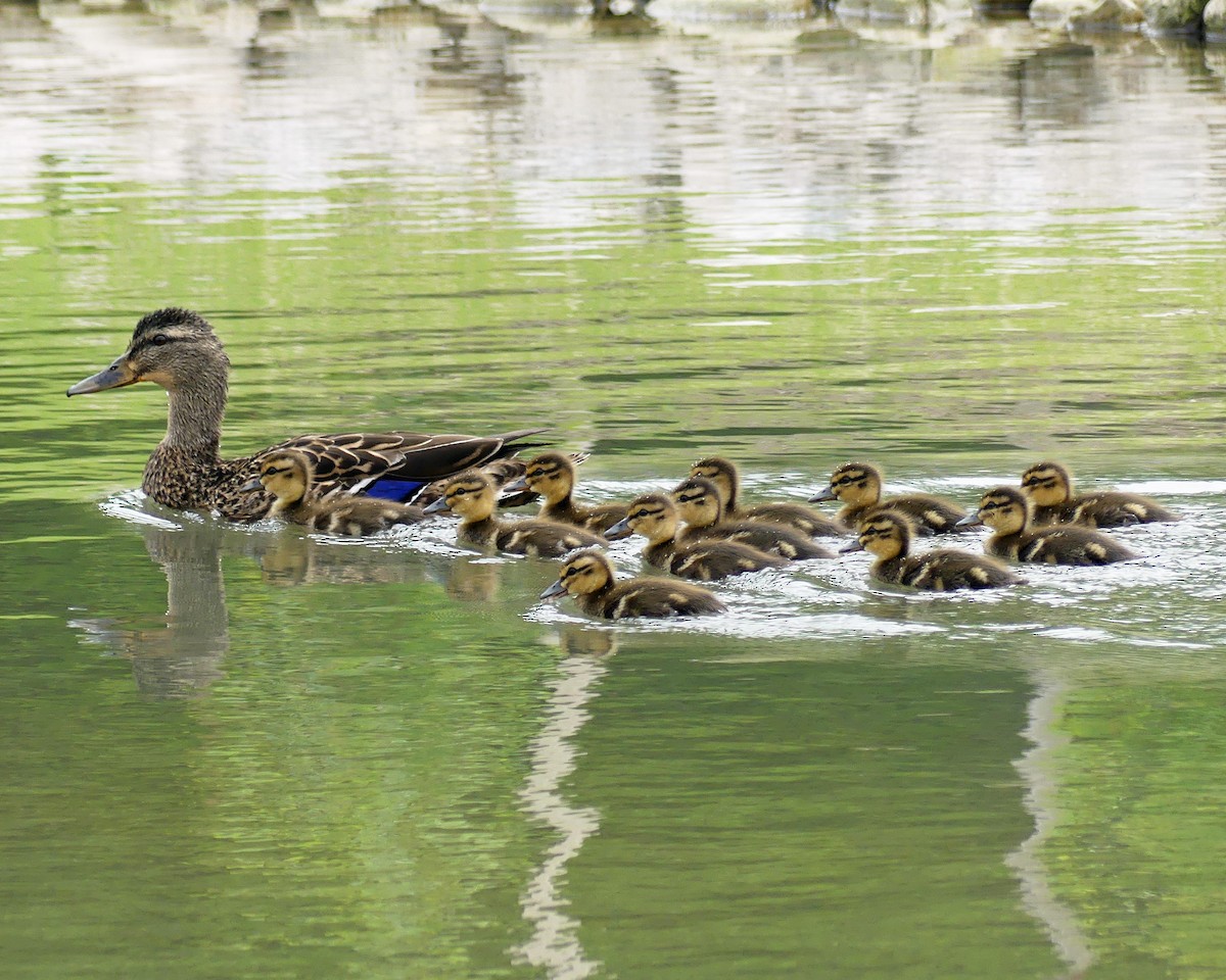 Canard colvert - ML619044162