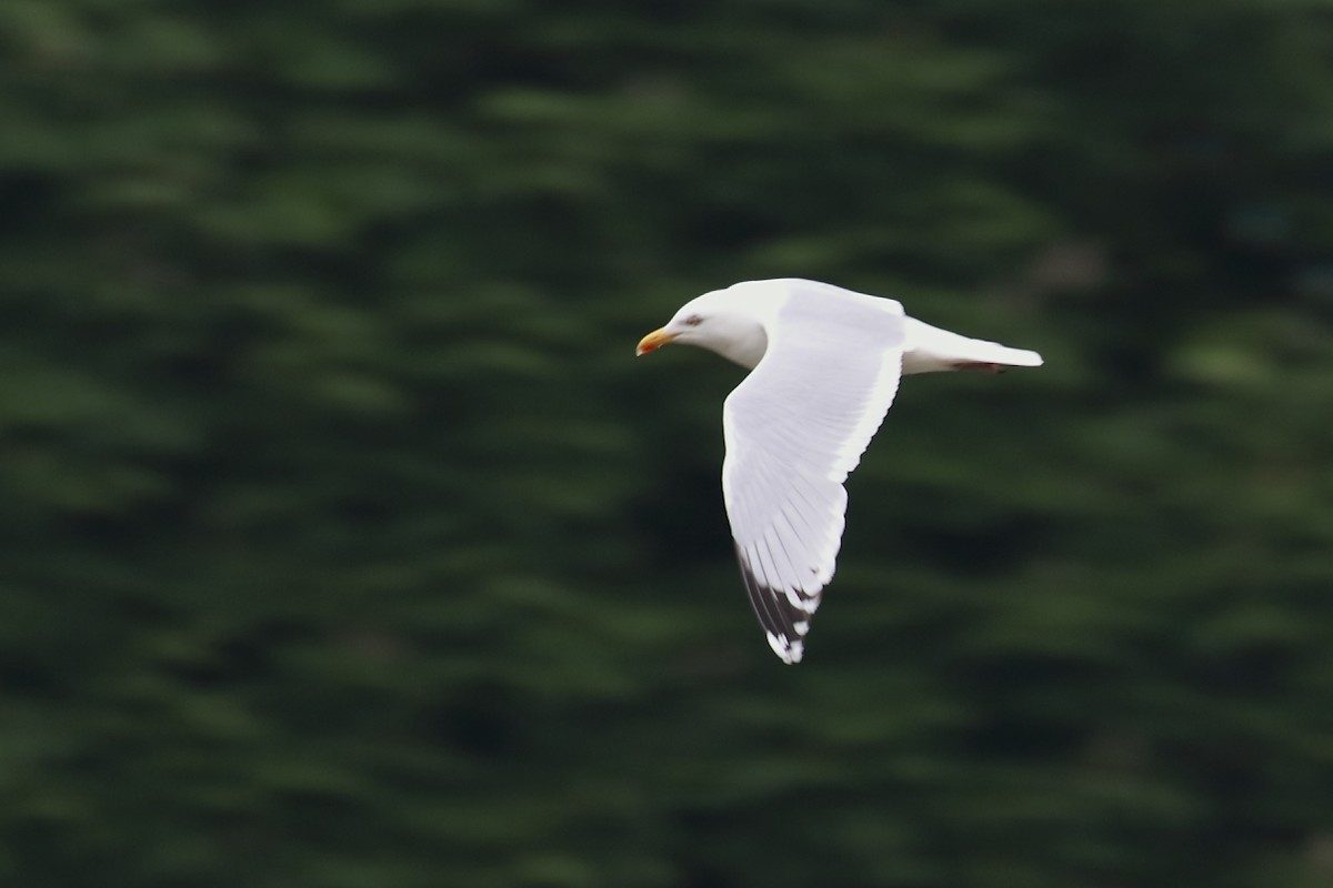 Gaviota Argéntea - ML619044176