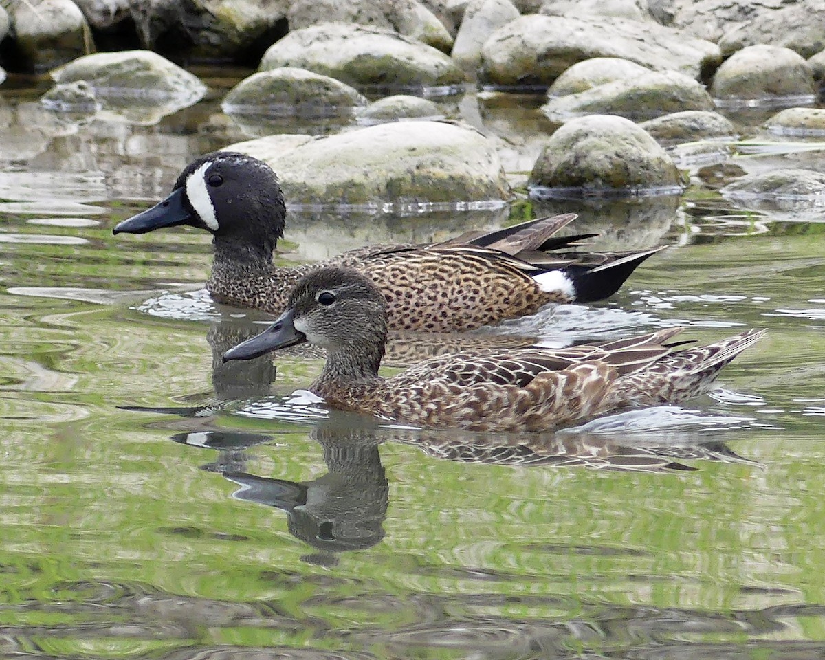Blue-winged Teal - ML619044179