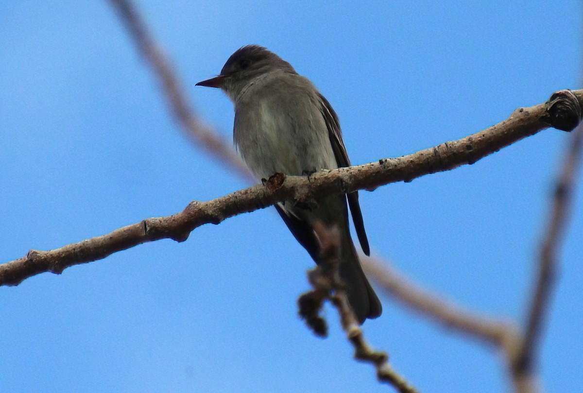 Western Wood-Pewee - Elaine Cassidy