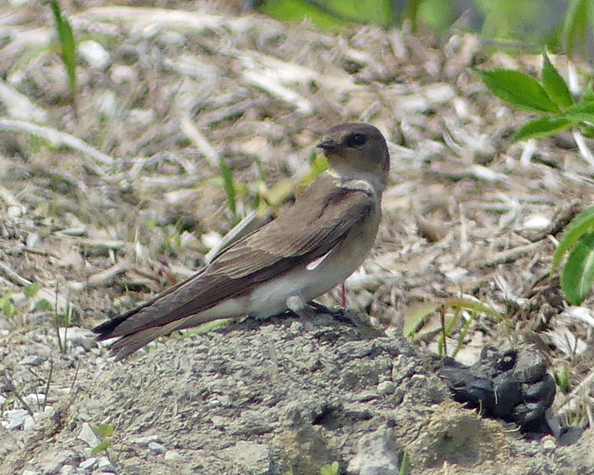 Northern Rough-winged Swallow - ML619044192