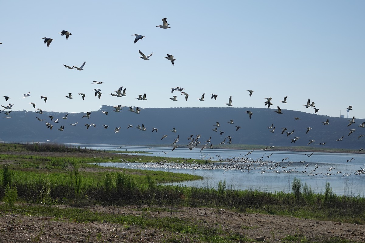 American White Pelican - ML619044194