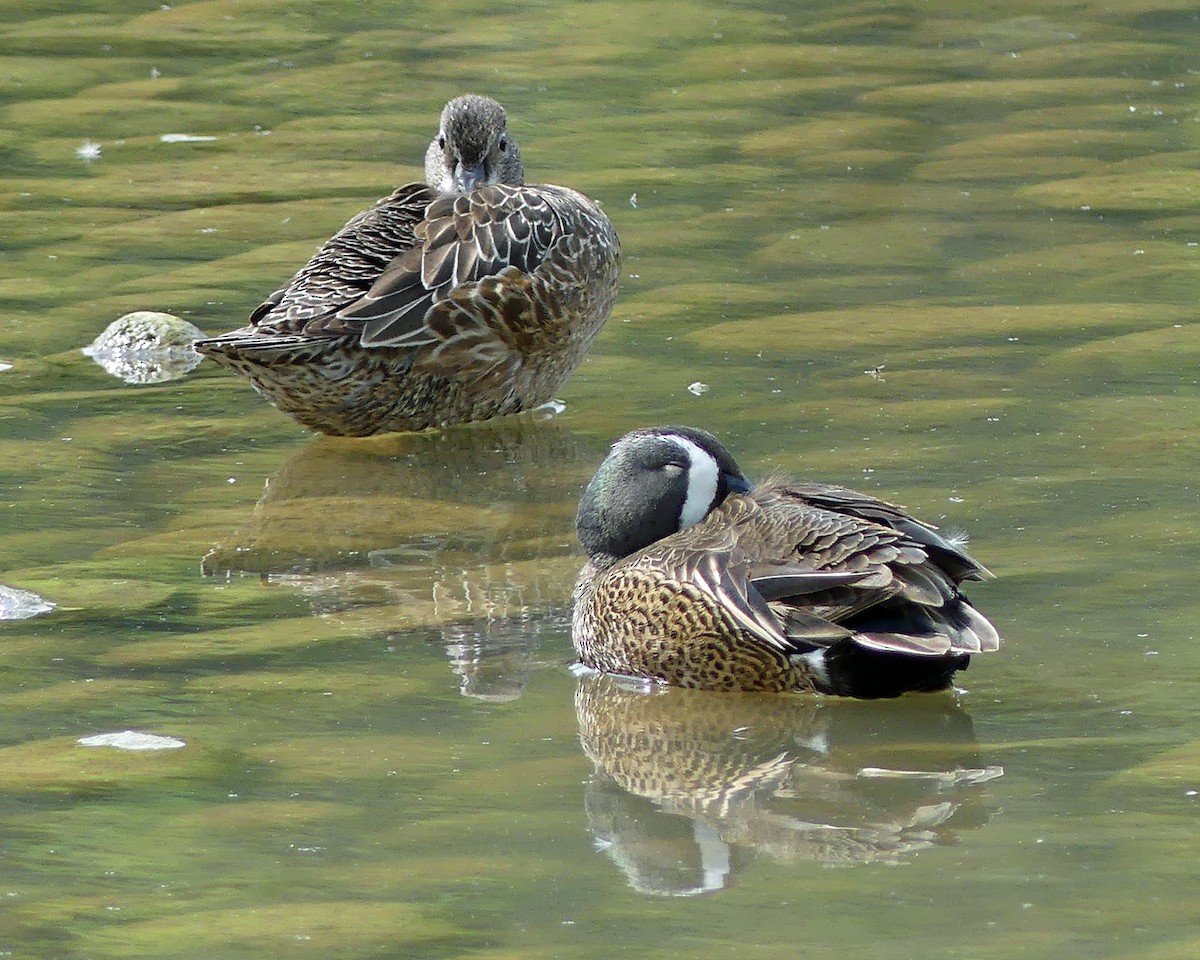 Blue-winged Teal - ML619044196