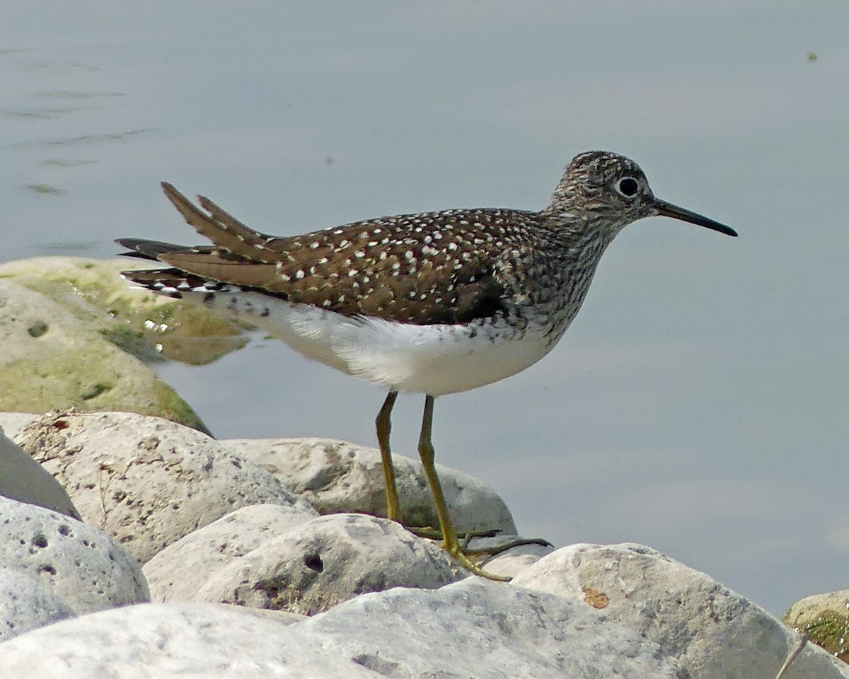 Solitary Sandpiper - Colleen C