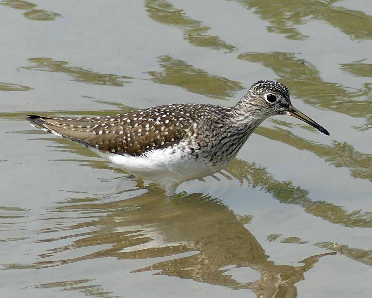 Solitary Sandpiper - ML619044209