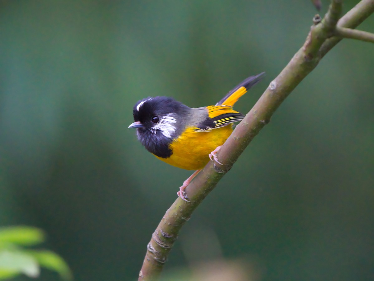 Golden-breasted Fulvetta - Hong Wang