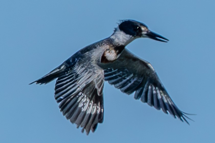Belted Kingfisher - Carter Pape