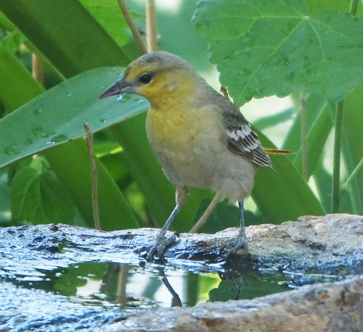 Bullock's Oriole - ML619044254