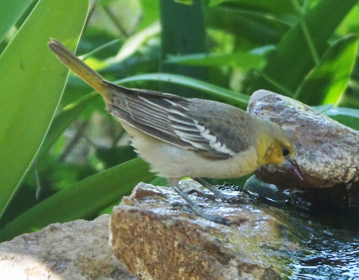 Bullock's Oriole - Carolyn Ohl, cc