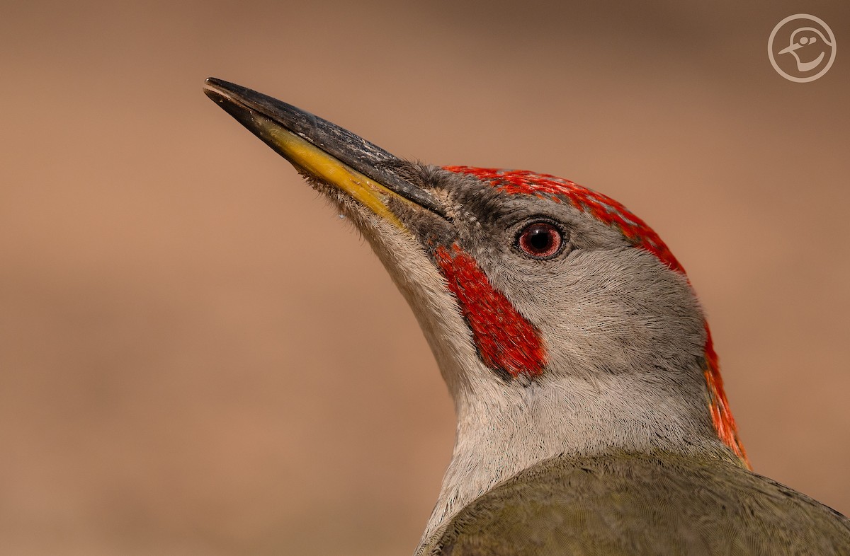 Iberian Green Woodpecker - Yanina Maggiotto
