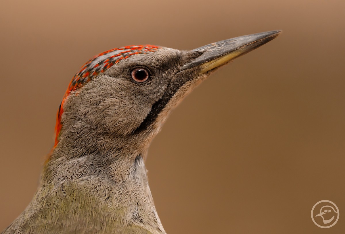 Iberian Green Woodpecker - Yanina Maggiotto