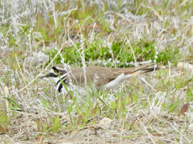 Killdeer - ML619044280