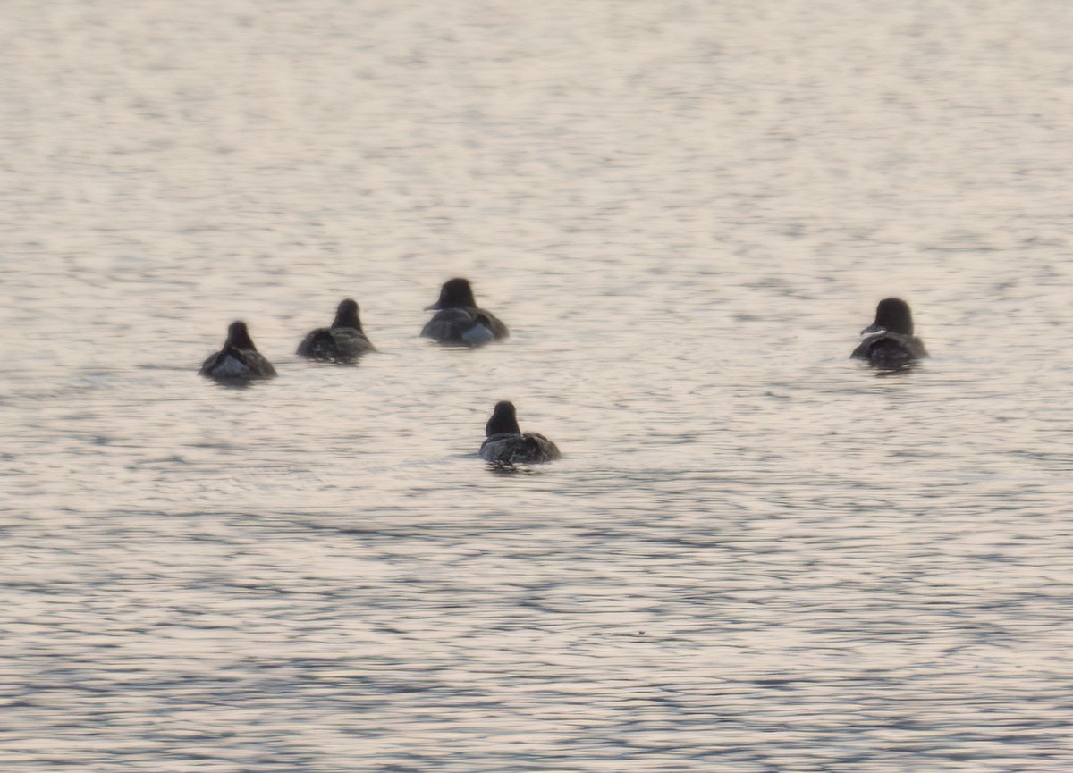 Tufted Duck - ML619044285