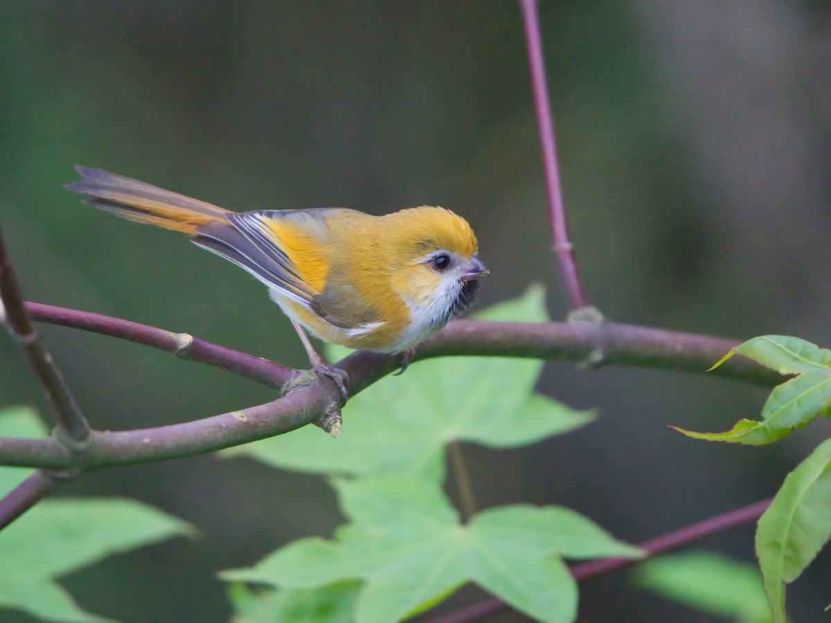 Golden Parrotbill - Hong Wang