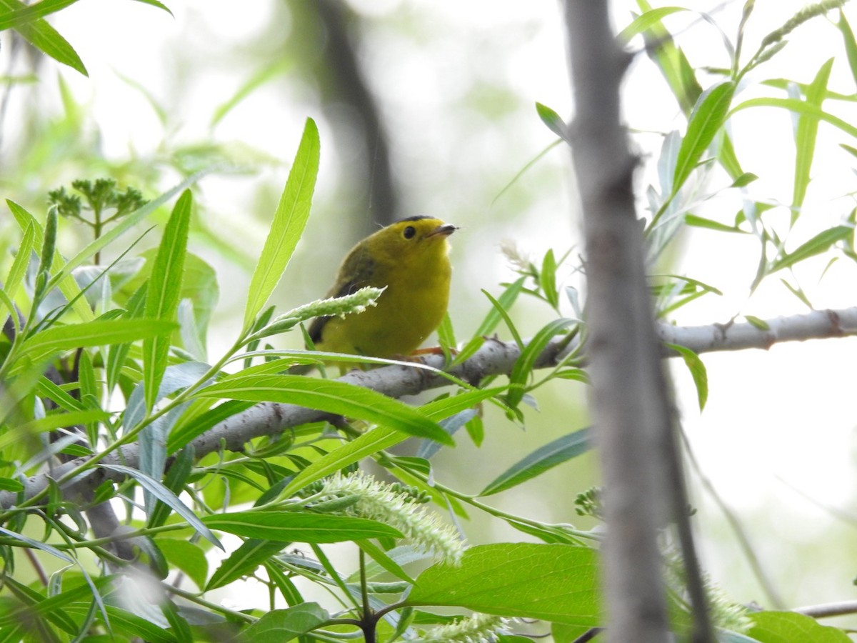 Wilson's Warbler - Martha Beebe